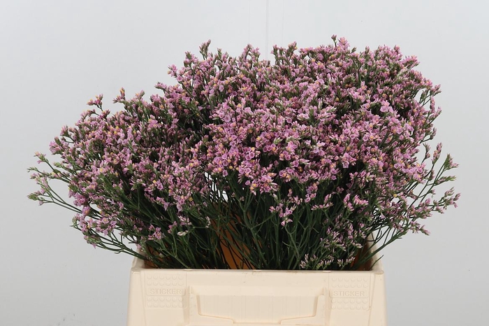 <h4>Lim Sin Blush Dia</h4>