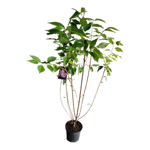 Prunus serrulata 'Kanzan' struik