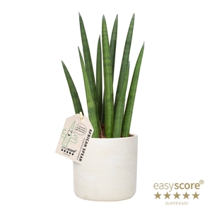 SANSEVIERIA CYLINDRICA P12