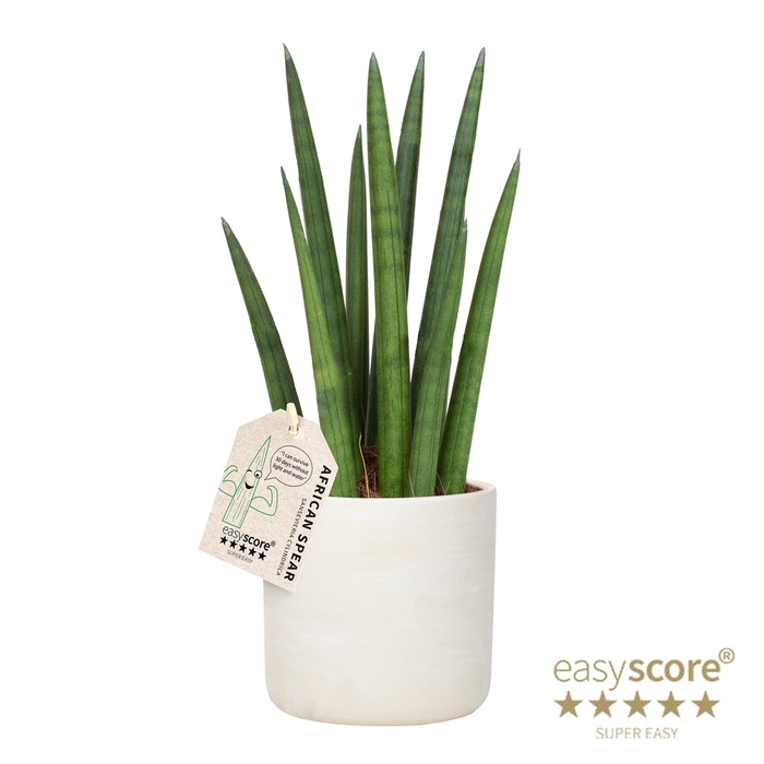 <h4>SANSEVIERIA CYLINDRICA P12</h4>