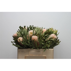 Banksia Hookeriana