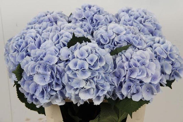 <h4>Hydrangea verena blue</h4>
