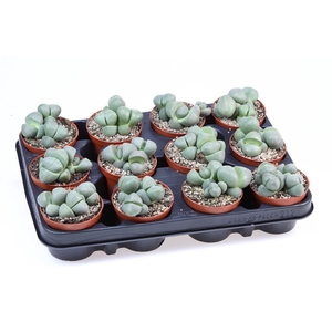 Lithops sp.