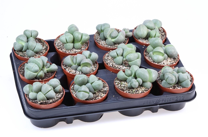 <h4>Lithops sp.</h4>