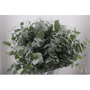 Euca Cinerea 400gr P Bunch