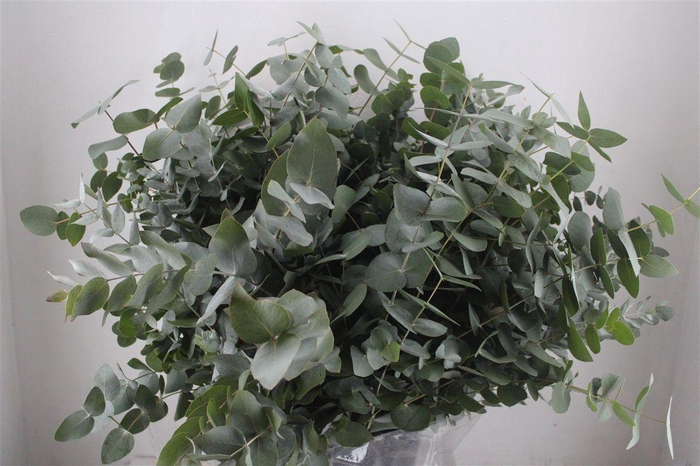 <h4>Euca Cinerea 400gr P Bunch</h4>