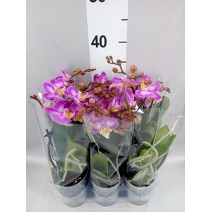 Phalaenopsis multi.   ...