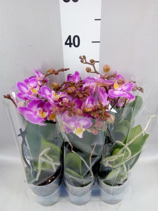 <h4>Phalaenopsis multi.   ...</h4>