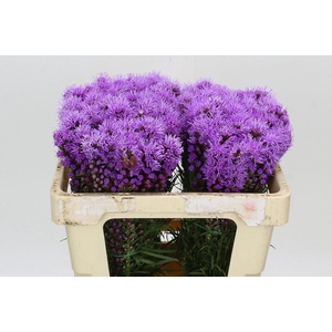 Liatris Spicata