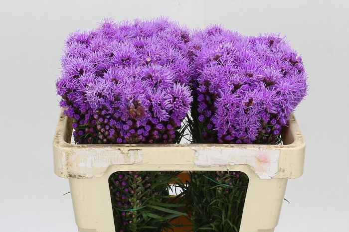 <h4>Liatris Spicata</h4>