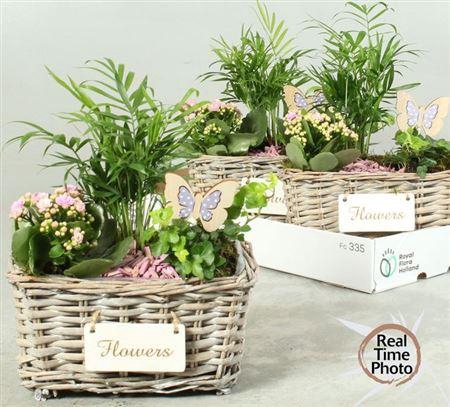 <h4>Arr Kamerpl</h4>