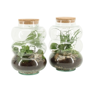 90580: Terrarium arrangement