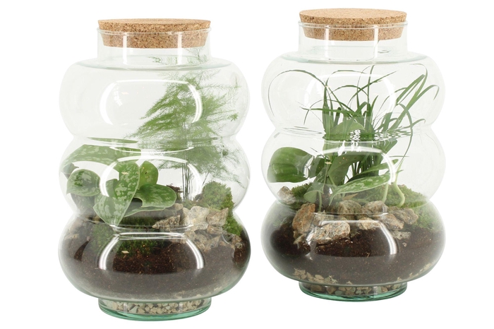 <h4>90580: Terrarium arrangement</h4>