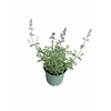 Nepeta Walkers Low