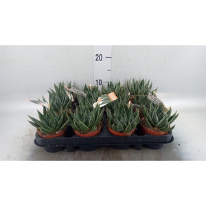 Gasteria