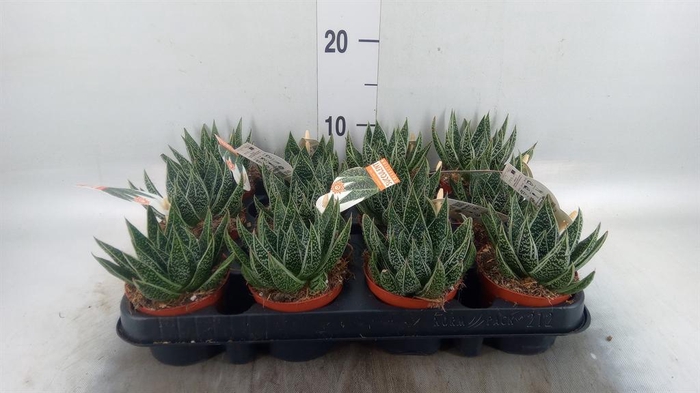 <h4>Gasteria</h4>