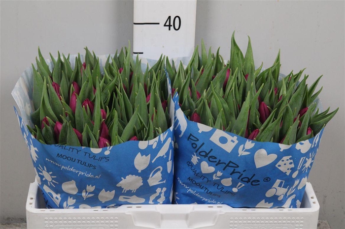 <h4>Tu En Purple Prince</h4>