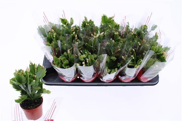 <h4>Schlumbergera overig</h4>