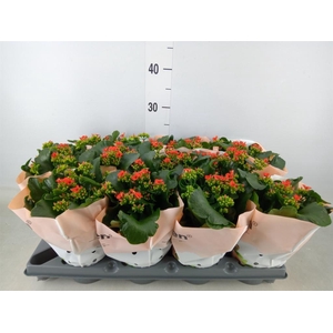 Kalanchoe   ...