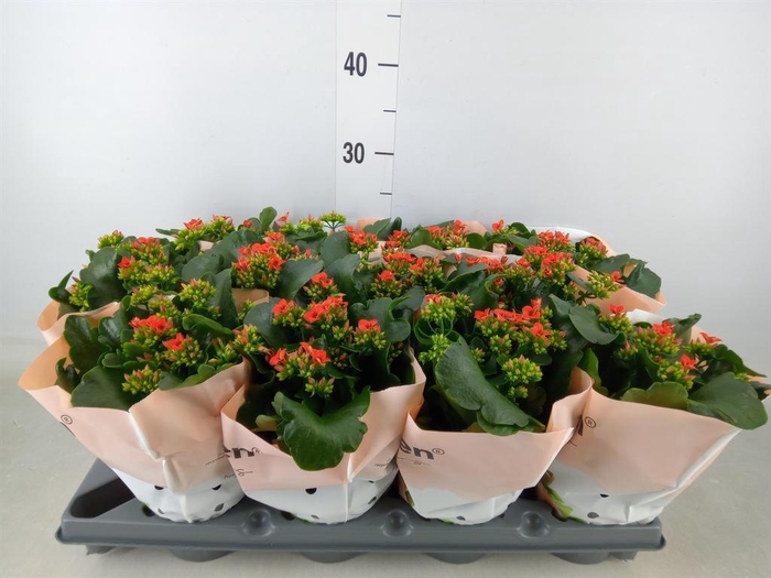 <h4>Kalanchoe   ...</h4>
