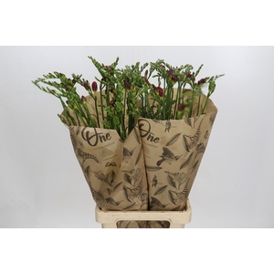 Freesia One Red XXL