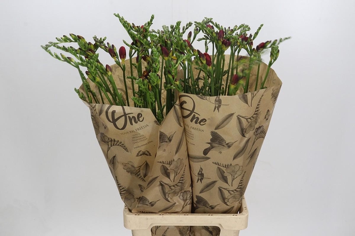 Freesia One Xxl Red
