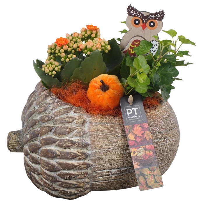 <h4>Arr.   Planten L%</h4>