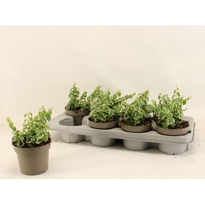 Ficus pumila 'Belle Sunny'