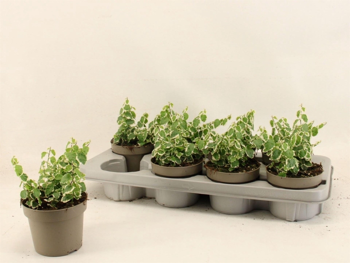 <h4>Ficus pumila 'Belle Sunny'</h4>