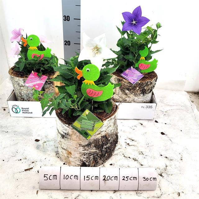 <h4>Arr Tuinplanten</h4>