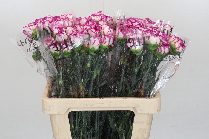 <h4>Dianthus St Kino</h4>