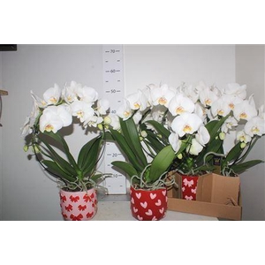 Phal El Mirror White 2 Branches 16+in Keramiek Pot