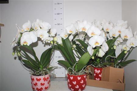 <h4>Phal El Mirror White 2 Branches 16+in Keramiek Pot</h4>