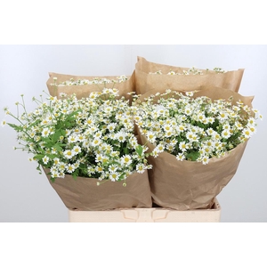 Tanacetum Pa Single Vegmo