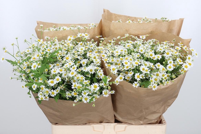 <h4>Tanacetum Pa Single Vegmo</h4>