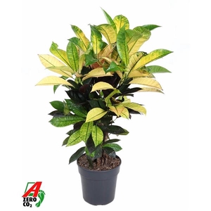 Codiaeum variegatum kleinbladig 'Mrs Iceton'