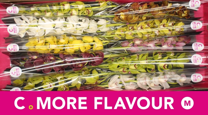 <h4>CYMB MI GEM</h4>