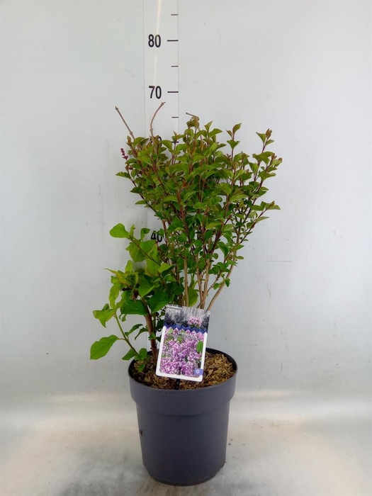 <h4>Syringa   ...mix</h4>