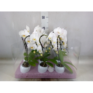 Phalaenopsis   ...white