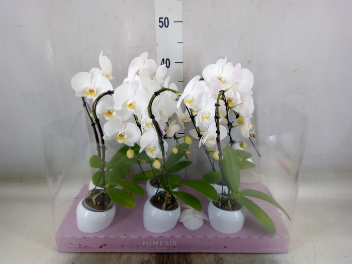 <h4>Phalaenopsis   ...white</h4>
