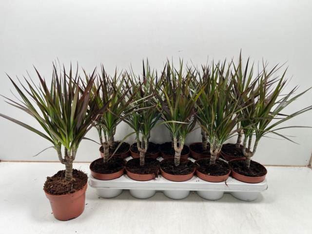 <h4>Dracaena marg. 'Magenta'</h4>