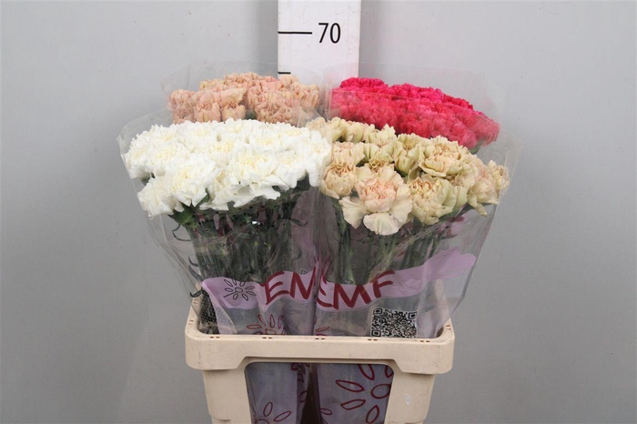 <h4>Di St Gem In Fust</h4>