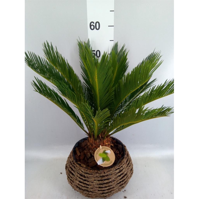 <h4>Cycas revoluta</h4>