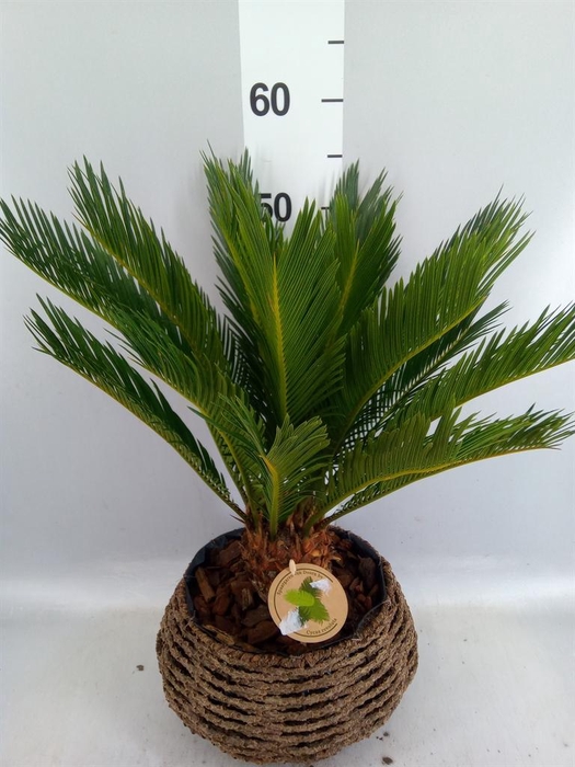 Cycas revoluta