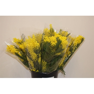 Mimosa Mirandole 150 Gr P Bunch