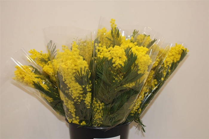 <h4>Mimosa Mirandole 150 Gr P Bunch</h4>