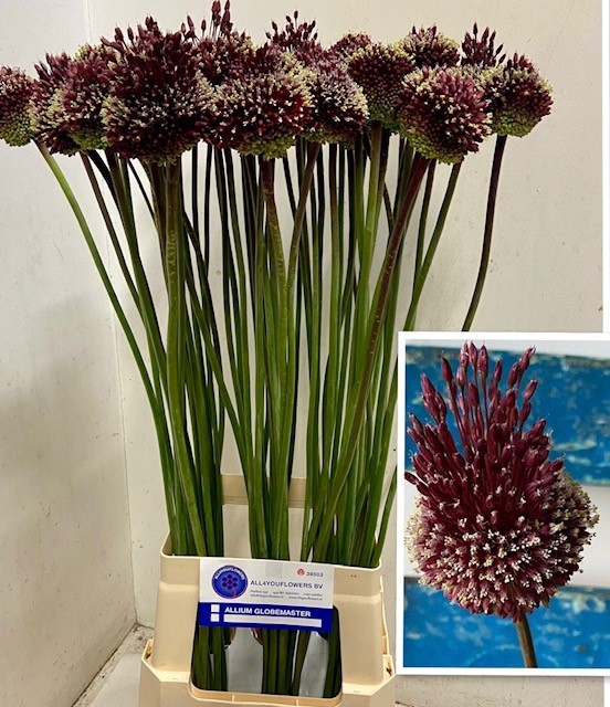 ALLIUM RED MOHICAN