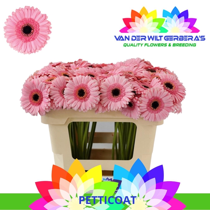 <h4>Germini Petticoat Water</h4>