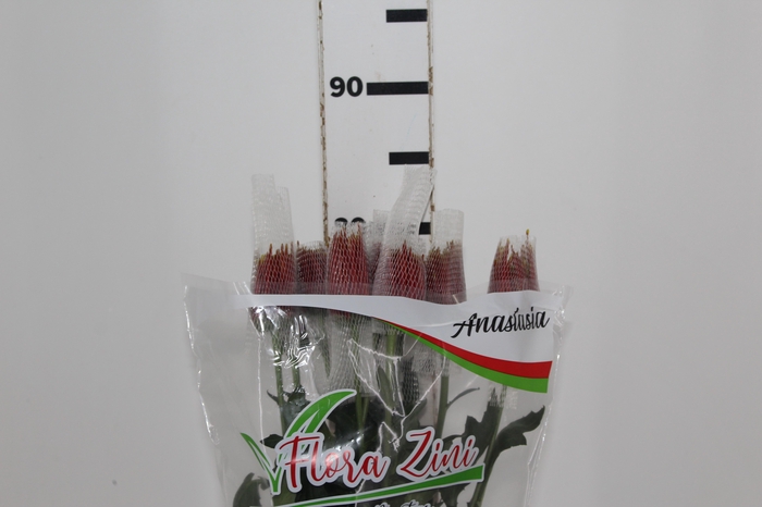 <h4>ANASTASIA CHISPA 080 CM BICOLOR</h4>