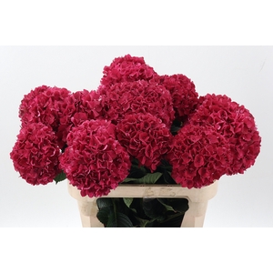 Hydr M Mag Rubyred